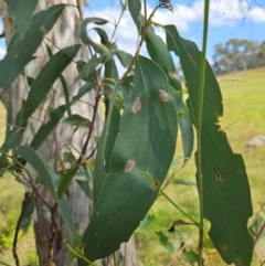 Eucalyptus pauciflora subsp. pauciflora (White Sally, Snow Gum) at Googong Foreshore - 30 Jan 2024 by BrianSummers