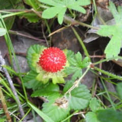 Potentilla indica (Indian Strawberry) at McQuoids Hill NR (MCQ) - 30 Jan 2024 by HelenCross