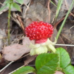 Potentilla indica at McQuoids Hill NR (MCQ) - 30 Jan 2024 11:24 AM