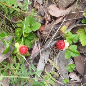 Potentilla indica at McQuoids Hill NR (MCQ) - 30 Jan 2024 11:24 AM