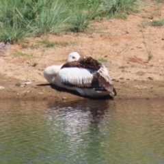 Pelecanus conspicillatus (Australian Pelican) at Gordon, ACT - 28 Jan 2024 by RodDeb