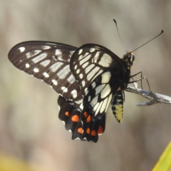 Papilio anactus (Dainty Swallowtail) at Kambah, ACT - 30 Jan 2024 by HelenCross
