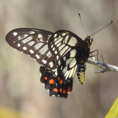 Papilio anactus (Dainty Swallowtail) at Kambah, ACT - 30 Jan 2024 by HelenCross