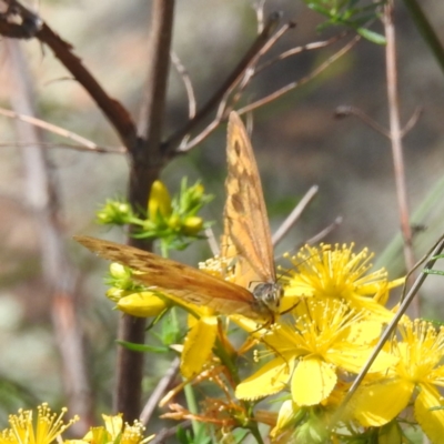 Heteronympha merope (Common Brown Butterfly) at McQuoids Hill NR (MCQ) - 30 Jan 2024 by HelenCross