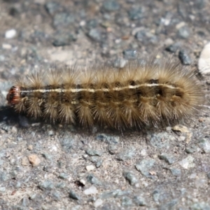 Ardices canescens at Tidbinbilla Nature Reserve - 29 Jan 2024