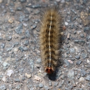 Ardices canescens at Tidbinbilla Nature Reserve - 29 Jan 2024 03:15 PM