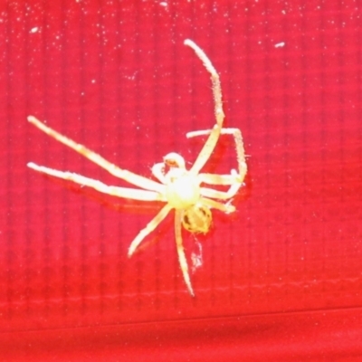 Thomisidae (family) (Unidentified Crab spider or Flower spider) at Kambah, ACT - 29 Jan 2024 by RodDeb