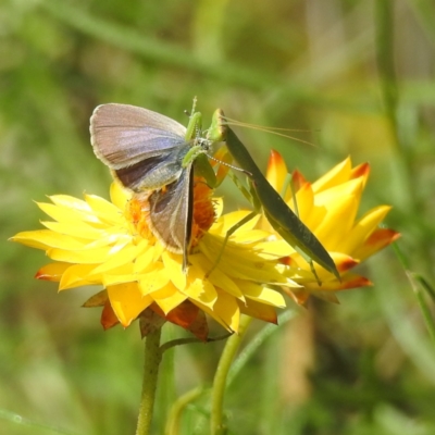 Orthodera ministralis (Green Mantid) at McQuoids Hill - 30 Jan 2024 by HelenCross