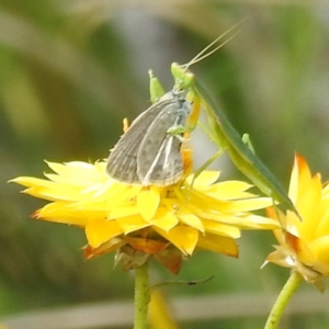 Orthodera ministralis at McQuoids Hill - 30 Jan 2024 11:31 AM