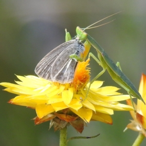 Orthodera ministralis at McQuoids Hill - 30 Jan 2024