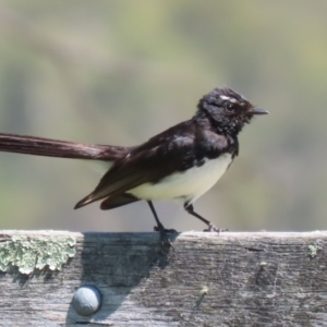 Rhipidura leucophrys at Tidbinbilla Nature Reserve - 29 Jan 2024