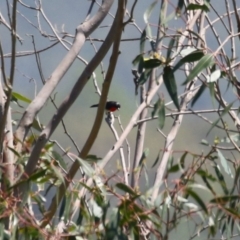 Dicaeum hirundinaceum (Mistletoebird) at Kambah, ACT - 29 Jan 2024 by RodDeb
