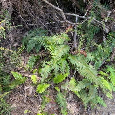 Blechnum nudum (Fishbone Water Fern) at Barrington Tops National Park - 18 Dec 2023 by Tapirlord