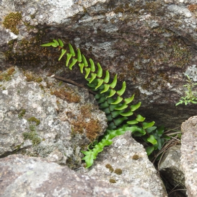 Pellaea calidirupium (Hot Rock Fern) at McQuoids Hill NR (MCQ) - 30 Jan 2024 by HelenCross