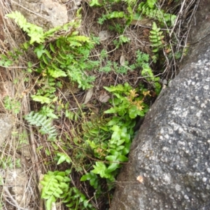 Pellaea calidirupium at McQuoids Hill NR (MCQ) - 30 Jan 2024 11:42 AM