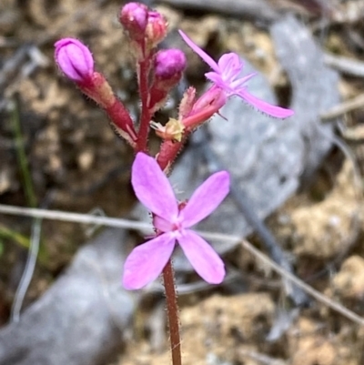 Stylidium graminifolium (grass triggerplant) at Barrington Tops National Park - 18 Dec 2023 by Tapirlord