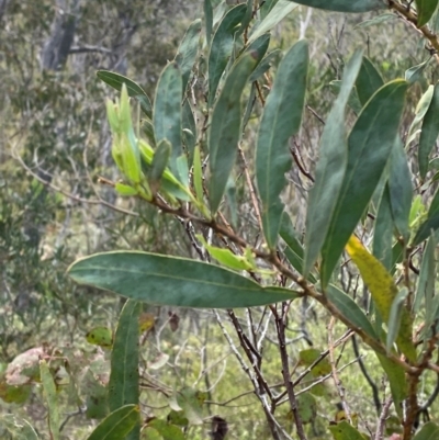 Acacia barringtonensis (Barrington Wattle) at Barrington Tops National Park - 18 Dec 2023 by Tapirlord