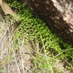 Asplenium flabellifolium (Necklace Fern) at McQuoids Hill NR (MCQ) - 30 Jan 2024 by HelenCross