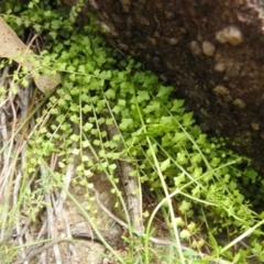 Asplenium flabellifolium at McQuoids Hill NR (MCQ) - 30 Jan 2024