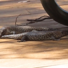 Egernia cunninghami (Cunningham's Skink) at Paddys River, ACT - 29 Jan 2024 by RodDeb