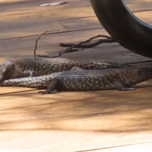 Egernia cunninghami at Tidbinbilla Nature Reserve - 29 Jan 2024