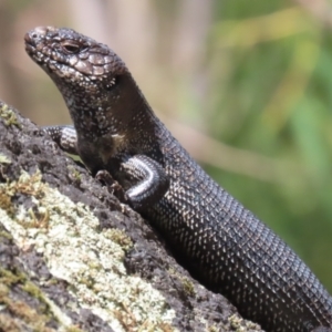 Egernia cunninghami at Tidbinbilla Nature Reserve - 29 Jan 2024