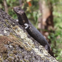 Egernia cunninghami at Tidbinbilla Nature Reserve - 29 Jan 2024 01:28 PM