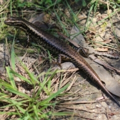 Eulamprus heatwolei (Yellow-bellied Water Skink) at Paddys River, ACT - 29 Jan 2024 by RodDeb