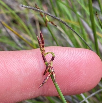 Lepidosperma tortuosum (Tortuous Rapier-sedge) at Barrington Tops National Park - 18 Dec 2023 by Tapirlord