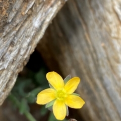 Hypericum gramineum (Small St Johns Wort) at Barrington Tops National Park - 18 Dec 2023 by Tapirlord