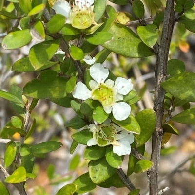 Unidentified Other Shrub at Barrington Tops National Park - 18 Dec 2023 by Tapirlord