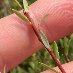 Monotoca scoparia (Broom Heath) at Barrington Tops National Park - 18 Dec 2023 by Tapirlord