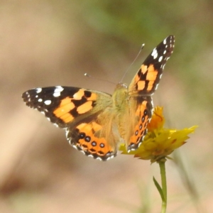 Vanessa kershawi at McQuoids Hill NR (MCQ) - 30 Jan 2024 11:48 AM