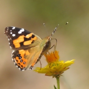 Vanessa kershawi at McQuoids Hill NR (MCQ) - 30 Jan 2024 11:48 AM