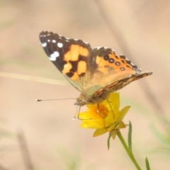 Vanessa kershawi at McQuoids Hill NR (MCQ) - 30 Jan 2024 11:48 AM