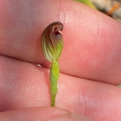 Pterostylis oresbia (Corpulent Greenhood) at Barrington Tops National Park - 18 Dec 2023 by Tapirlord