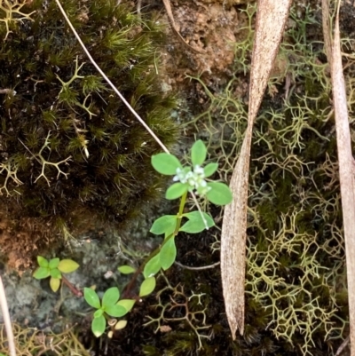 Poranthera microphylla (Small Poranthera) at Barrington Tops National Park - 18 Dec 2023 by Tapirlord