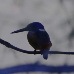 Ceyx azureus at Tidbinbilla Nature Reserve - 29 Jan 2024