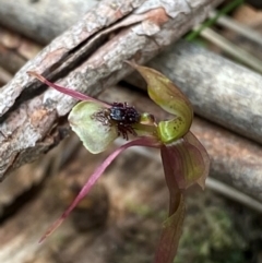 Chiloglottis sphaerula (Globular Wasp Orchid) at Barrington Tops National Park - 18 Dec 2023 by Tapirlord