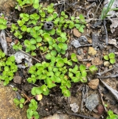 Gonocarpus micranthus (Creeping Raspwort) at Barrington Tops National Park - 18 Dec 2023 by Tapirlord