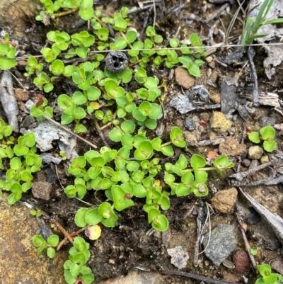 Gonocarpus micranthus (Creeping Raspwort) at Barrington Tops National Park - 18 Dec 2023 by Tapirlord