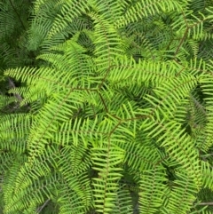 Gleichenia dicarpa (Wiry Coral Fern) at Barrington Tops National Park - 18 Dec 2023 by Tapirlord