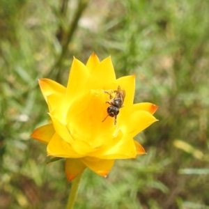 Lasioglossum sp. (genus) at McQuoids Hill NR (MCQ) - 30 Jan 2024 11:51 AM