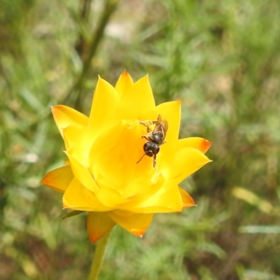 Lasioglossum sp. (genus) (Furrow Bee) at Kambah, ACT - 30 Jan 2024 by HelenCross