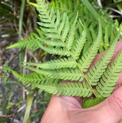 Cyathea australis subsp. australis (Rough Tree Fern) at Barrington Tops National Park - 18 Dec 2023 by Tapirlord