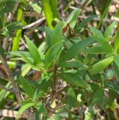 Leucopogon affinis (Lance Beard-heath) at Barrington Tops National Park - 18 Dec 2023 by Tapirlord