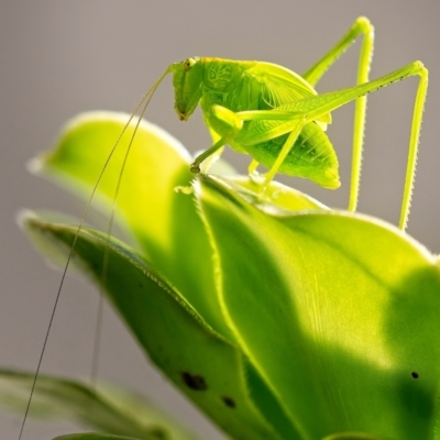 Caedicia simplex (Common Garden Katydid) at Weston, ACT - 28 Jan 2024 by Kenp12