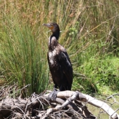 Phalacrocorax carbo (Great Cormorant) at Paddys River, ACT - 29 Jan 2024 by RodDeb
