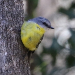 Eopsaltria australis (Eastern Yellow Robin) at Tidbinbilla Nature Reserve - 29 Jan 2024 by RodDeb