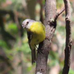 Eopsaltria australis at Tidbinbilla Nature Reserve - 29 Jan 2024